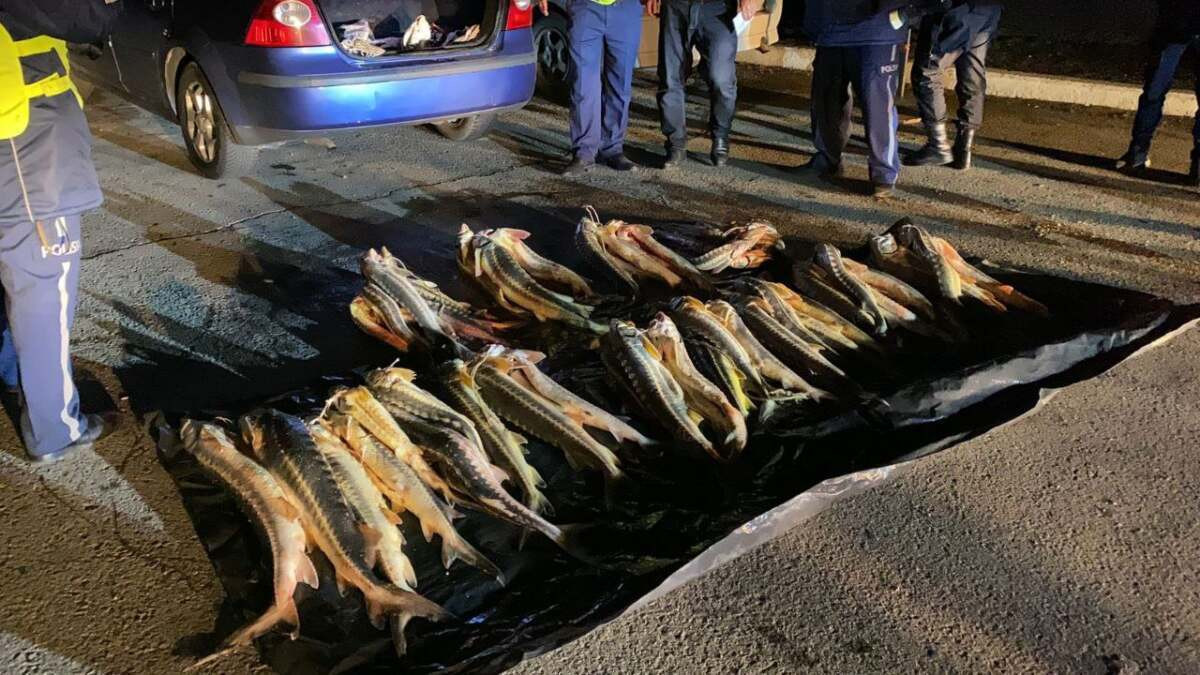 Более 300 кг рыбы осетровых пород изъяли в Мангистау с начала года