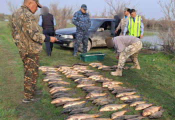 Түркістандық полицейлер 150 келі балықты тәркіледі