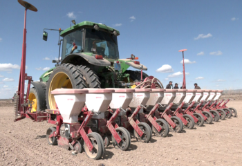 Биыл Жетісу облысында қант қызылшасының алқабы екі есе артады