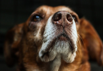 В Атбасаре двое мужчин зарезали собаку на мясо