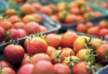 Қазақстанға жіберілген 43 тонна қызанақтан вирус табылды