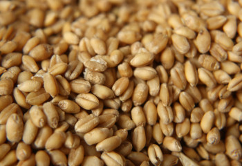 Елге көлікпен бидай әкелуге тыйым салынды