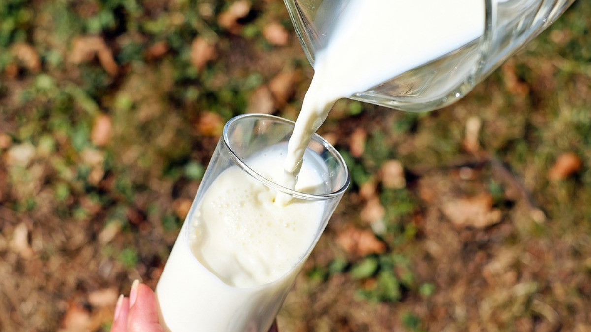 Названы регионы Казахстана где живут главные любители молока