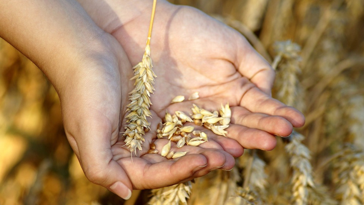 Запрет на ввоз пшеницы автотранспортом введен в Казахстане на полгода
