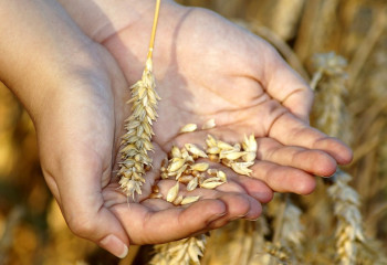 Запрет на ввоз пшеницы автотранспортом введен в Казахстане на полгода