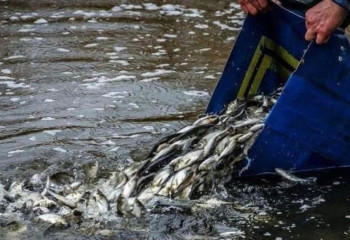 Рыбоохранная акция «Нерест» стартует в Карагандинской области