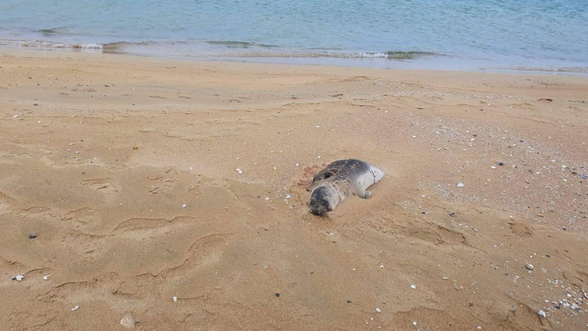 Экологи выясняют причины гибели тюленей в Каспийском море