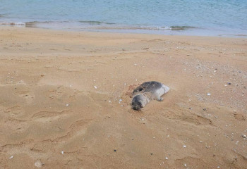 Экологи выясняют причины гибели тюленей в Каспийском море