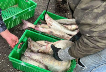 Свыше 6 млн тенге составила сумма ущерба нанесенного браконьерами