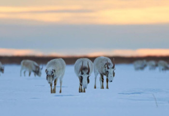 Фильм о природоохранной инициативе «Алтын Дала» выпустила ООН