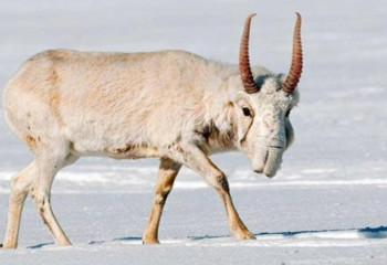 В Казахстане начинают авиаучет сайгаков