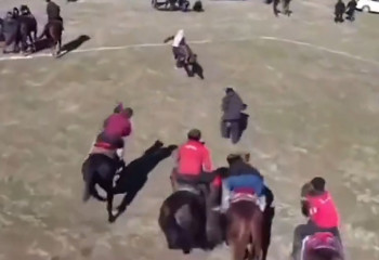 Көкпаршылар ойын кезінде ер адамды таптап кетті