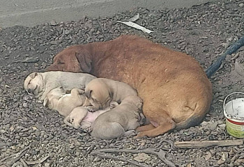 Жаркентте ит ер адамды талап өлтірді: полиция оқиғаның мән-жайын анықтап жатыр