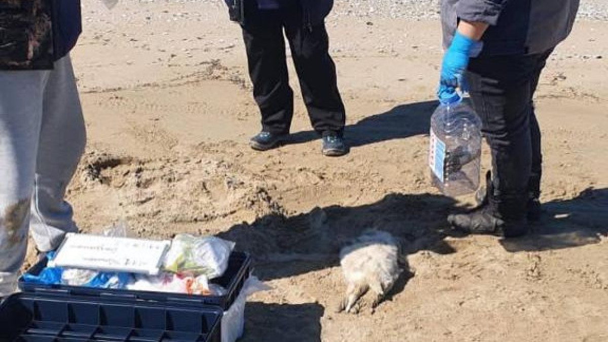 Обнаружены туши мертвых тюленей на побережье Каспийского моря
