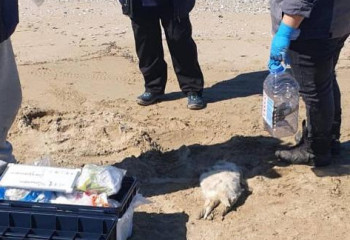 Обнаружены туши мертвых тюленей на побережье Каспийского моря