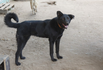 Қаңғыған иттер мәселесі Президентті де алаңдатады