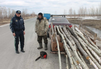 Незаконную вырубку берез и осин выявили полицейские СКО