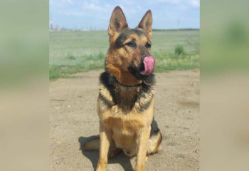 Пес по кличке Ашот помог раскрыть кражу велосипеда в Кокшетау