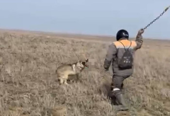 Ақтөбеде ер адам қасқырды шынжырмен өлтірген