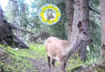 Маралы Алматинского заповедника попали в фотоловушки