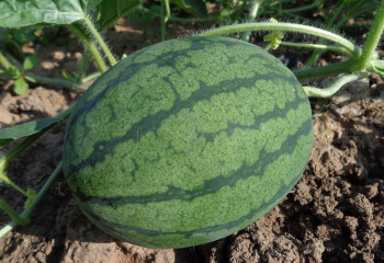 Шардарада 1000 гектарға жуық қарбыз көшетін үсіп шалды