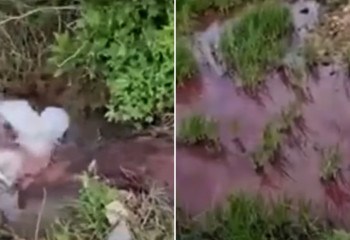 «Кровавая река» шокировала общественников Туркестанской области