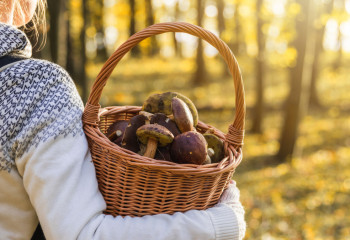 Саңырауқұлақ пен жидек терген қарапайым халық салық төлей ме? Министр жауап берді