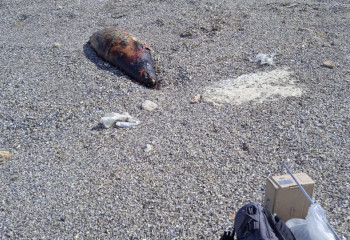 Экологи выясняют причины гибели тюленей в Каспийском море