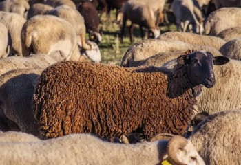 Бір күнде 320 қойым қырылып қалды – Түркістандық шаруаның жанайқайы