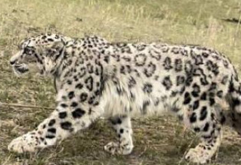 Ослабленного снежного барса передали в Алматинский зоопарк