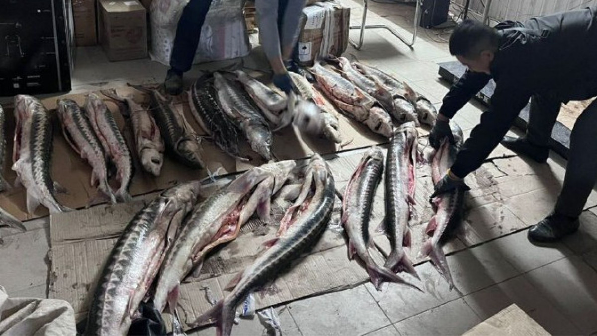 25 штук осетровой рыбы изъяли в Мангистау
