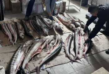 25 штук осетровой рыбы изъяли в Мангистау