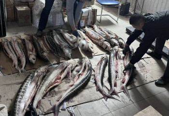 Маңғыстауда 200 келіге жуық бекіре балығы тәркіленді