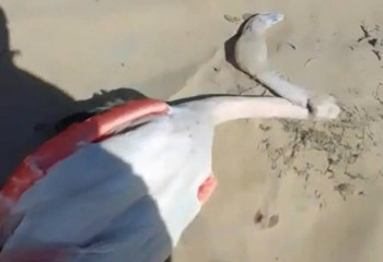 Экологи выясняют причины гибели фламинго в Мангистауской области