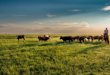 Депутат мажилиса отстоял общественные пастбища