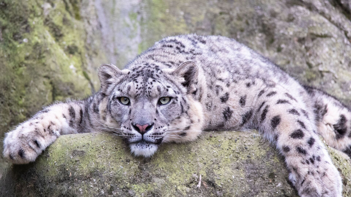 Снежного барса поймали и доставили в Алматинский зоопарк