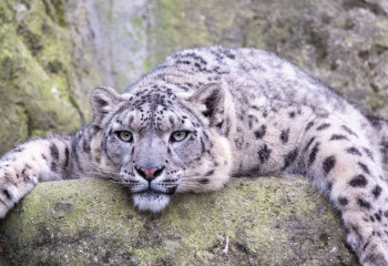 Снежного барса поймали и доставили в Алматинский зоопарк
