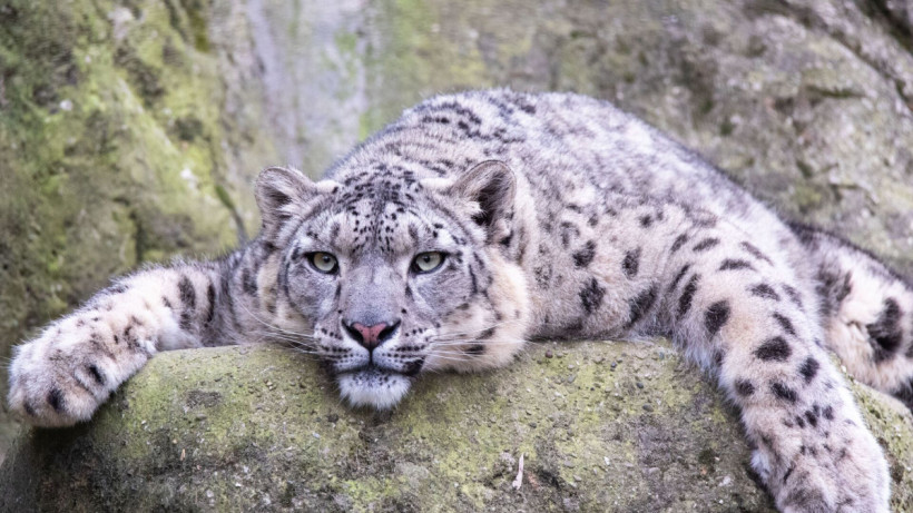  © Flickr / Cloudtail the Snow Leopard 