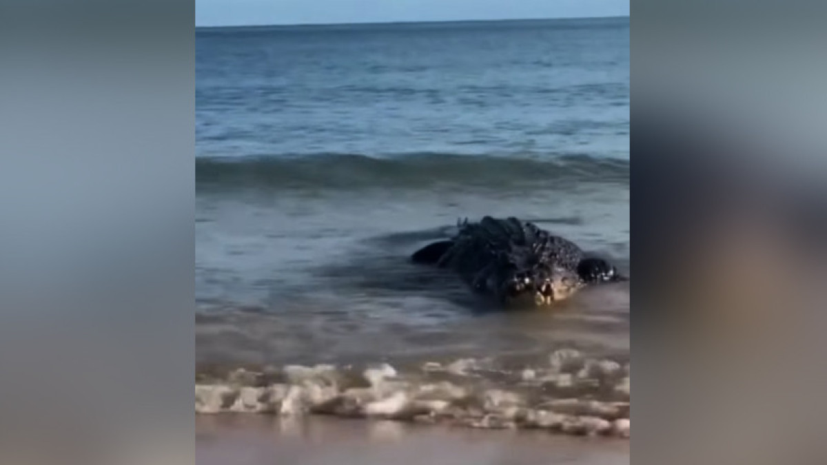 Житель Дагестана заявил, что видел в Каспийском море крокодила