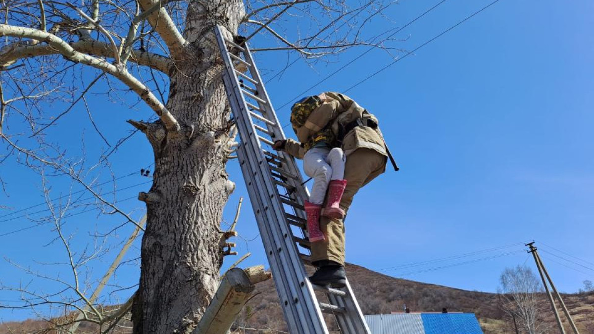 Застрявшую на дереве девочку сняли спасатели ВКО