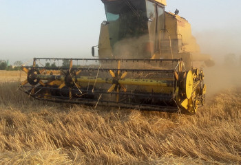 «Серые» импортеры продавали российское зерно в Узбекистан под видом казахстанского