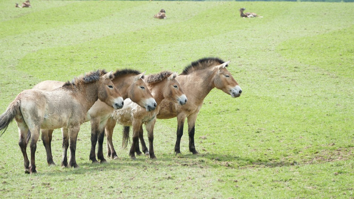 Лошадей Пржевальского переселят из Праги в национальные парки Казахстана