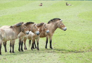 Лошадей Пржевальского переселят из Праги в национальные парки Казахстана