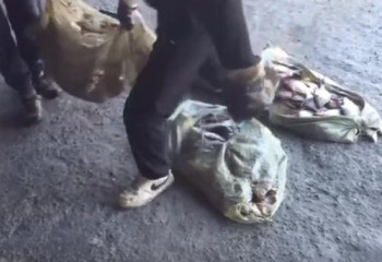 Набитый рыбой бусик задержали полицейские в Жетысуской области