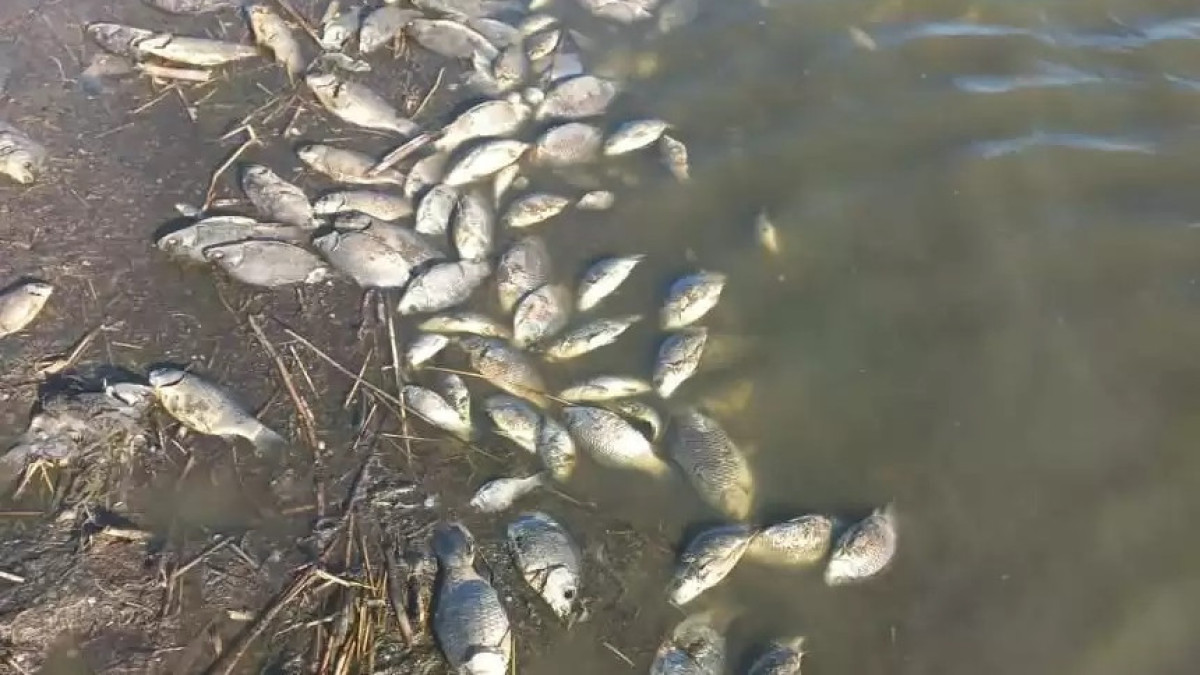  Видеодан кадр 