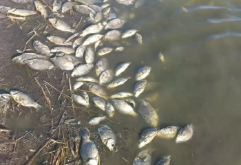 Солтүстік Қазақстанның Тереңкөл көлінде балық қырылуда