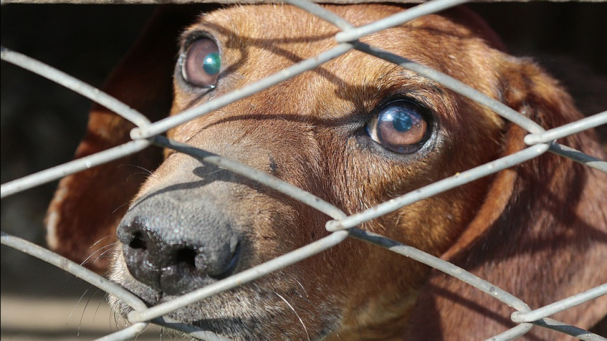 Сотни выпотрошенных собак сняли на видео в Алматинской области