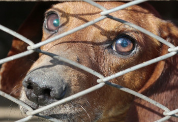 Сотни выпотрошенных собак сняли на видео в Алматинской области