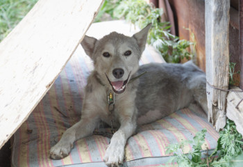 Биыл бұралқы иттер 300-ге жуық адамға шабуыл жасаған