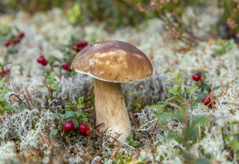 Қанша келі саңырауқұлақ пен жидекті тегін жинауға болады? Комитет жауабы